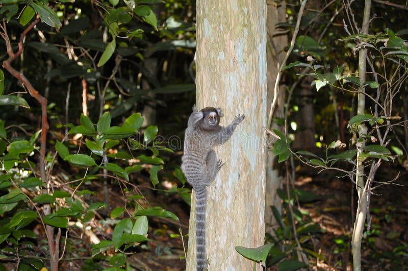 Macaco Sagui Na Floresta Tropical Do Rio De Janeiro Foto de Stock - Imagem  de habitat, exterior: 255482272