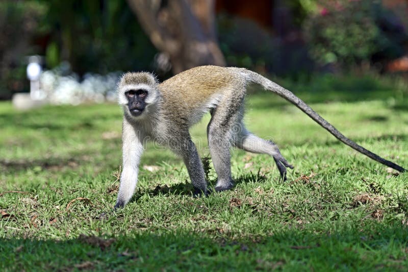 VÍDEO DE MACACOS - IMAGENS DE MACACOS