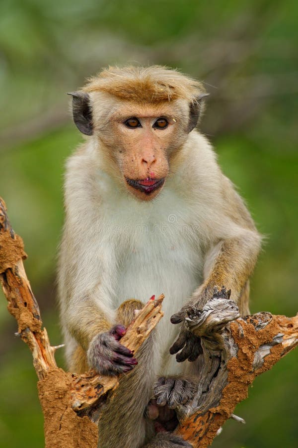 Macaco del Toque, sinica del Macaca, scimmia con frutta nella bocca, habitat della natura, Sri Lanka fotografia stock Macaco del Toque, sinica del Macaca, scimmia con frutta nella bocca, habitat della natura, Sri Lanka fotografia stock