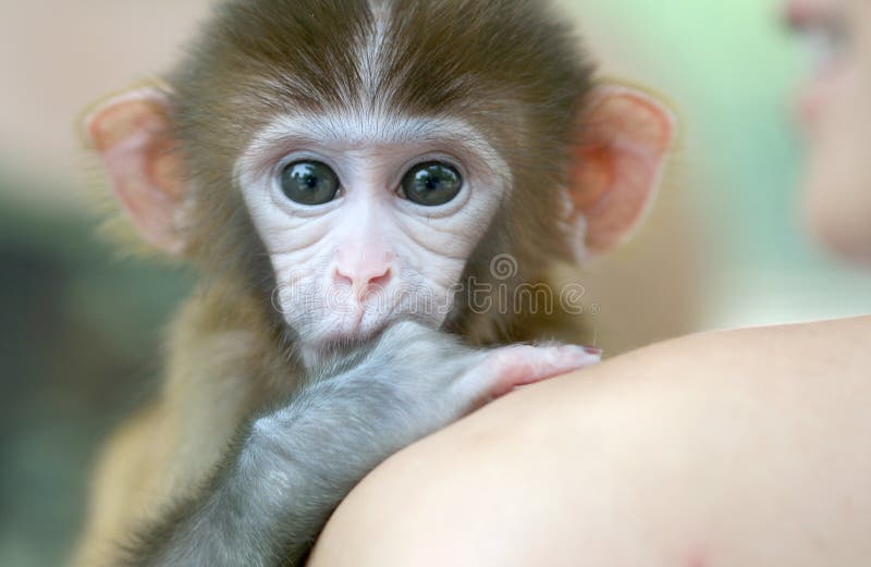 Lindo Macaco Fofo Gerado Por IA Foto Royalty Free, Gravuras