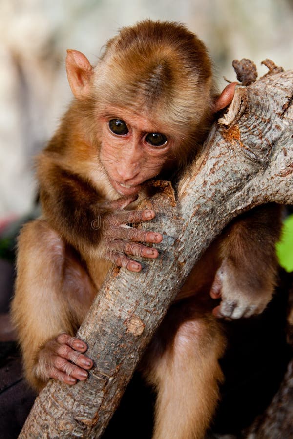 Retrato Fofo Do Macaco Bebê Foto de Stock - Imagem de naturalizado,  aventura: 187888230