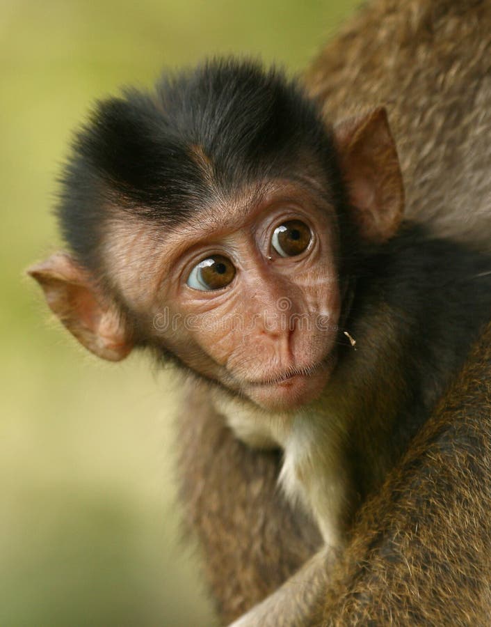 Retrato Fofo Do Macaco Bebê Foto de Stock - Imagem de naturalizado,  aventura: 187888230