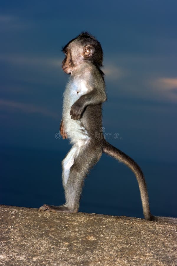 Macaco bebé imagem de stock