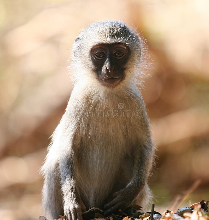 Macaco bebé fotos de stock