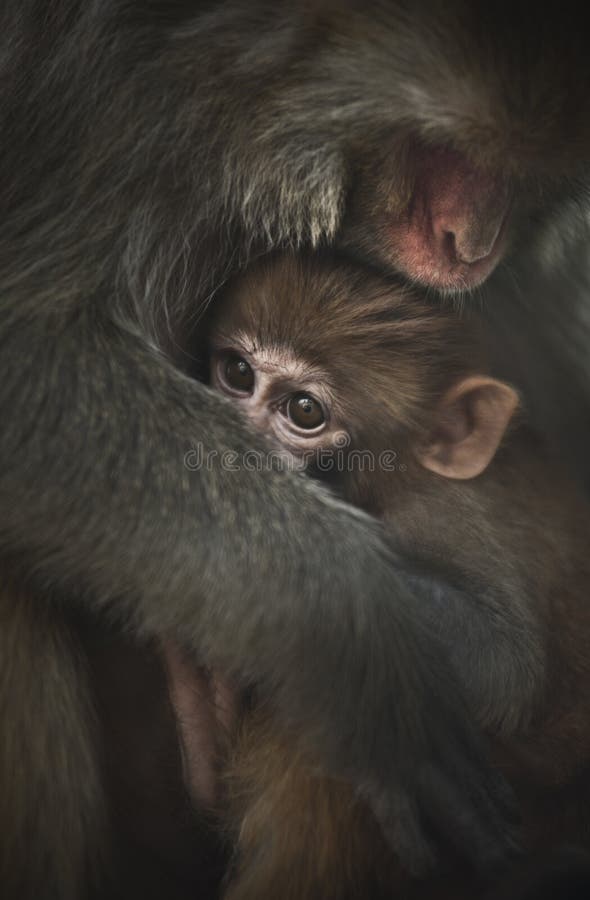 Macaco bebé foto de stock royalty free