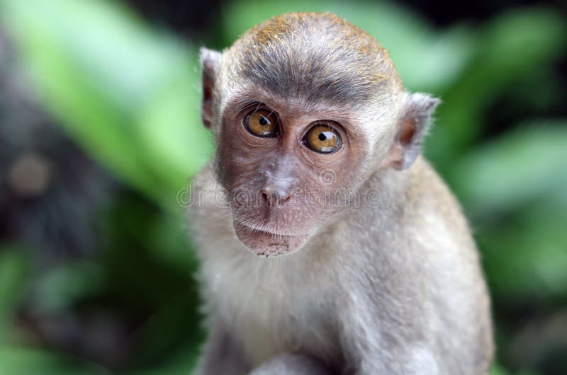 Macaco bebé foto de stock royalty free