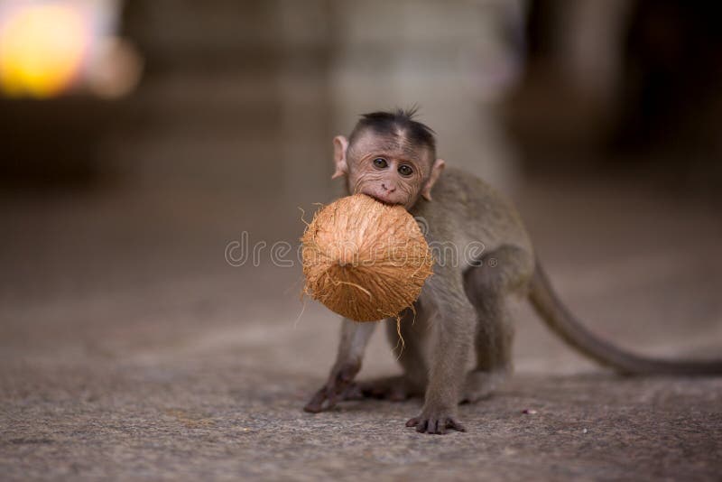 Macaco bebé imagem de stock royalty free