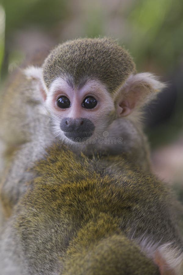 Macaco bebé foto de stock
