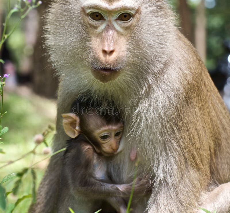 Macaco bebé com a mãe foto de stock royalty free