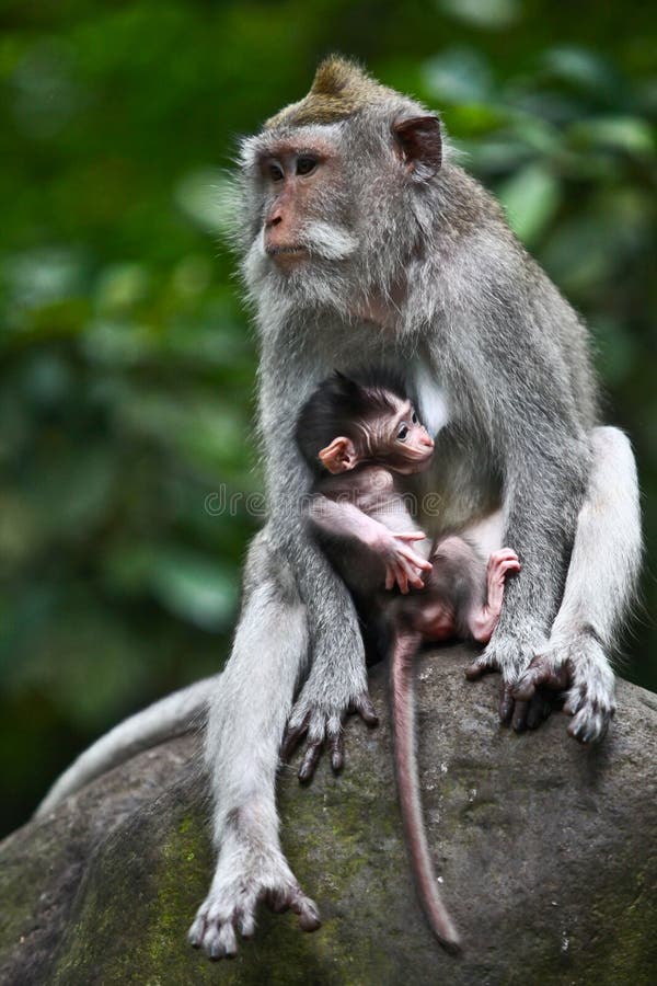 Mãe a segurar um bebé macaco imagens de stock