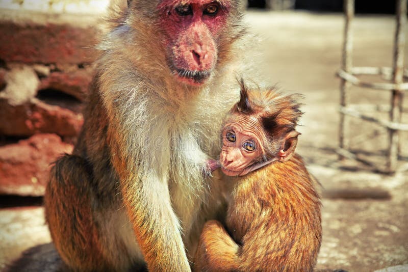 Macaco bebé a mamar o leite da mãe imagem de stock