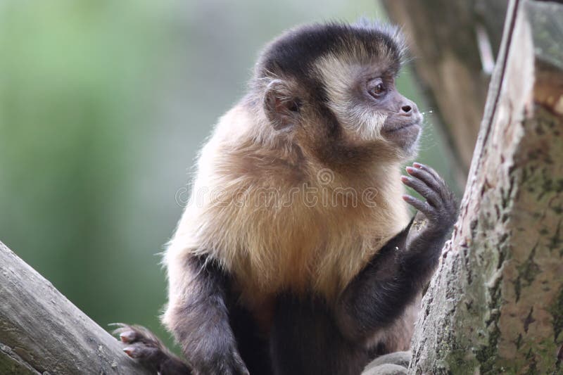 Macaco Branco-enfrentado Do Capuchin Imagem de Stock - Imagem de queimado,  primata: 31492765