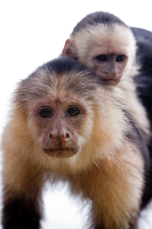 Macaco-capuchino com o filhote nas costas imagens de stock royalty free