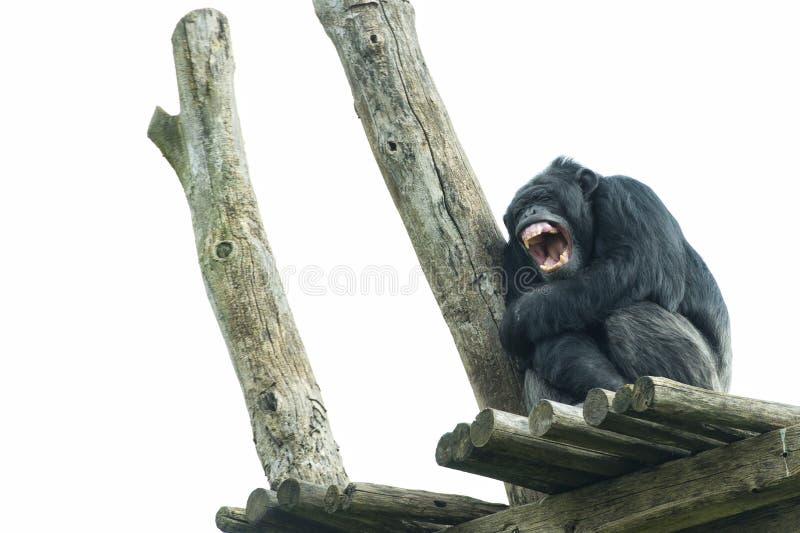 Macaco do chimpanzé foto de stock. Imagem de chimpanzés - 29433666