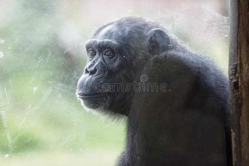 Macaco Chimpanzé Retrato Ao Ar Livre Foto de Stock - Imagem de dentes,  animal: 272533470