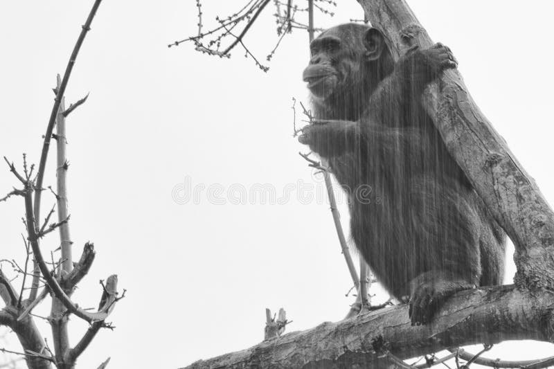 Macaco do chimpanzé foto de stock. Imagem de chimpanzés - 29433666