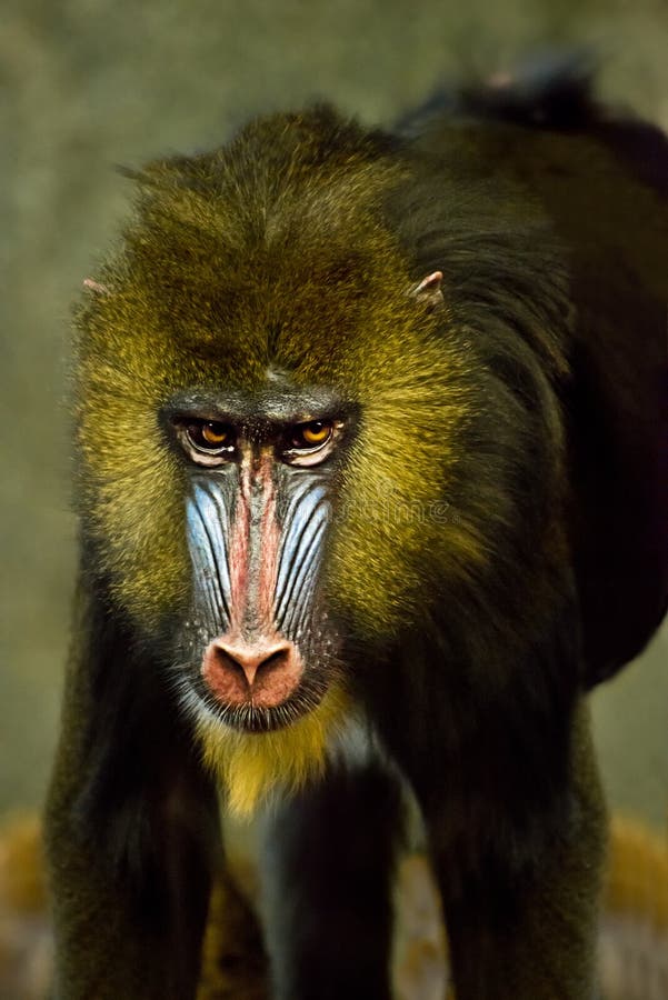 Macaco do macaco de Mandrill, animal do babuíno do primata