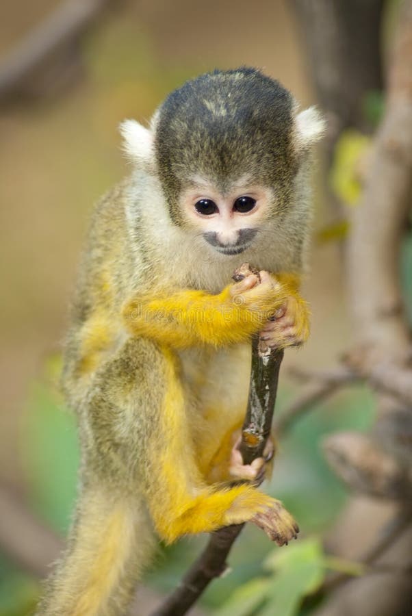 Macaco do Marmoset do bebê que adere-se em uma filial