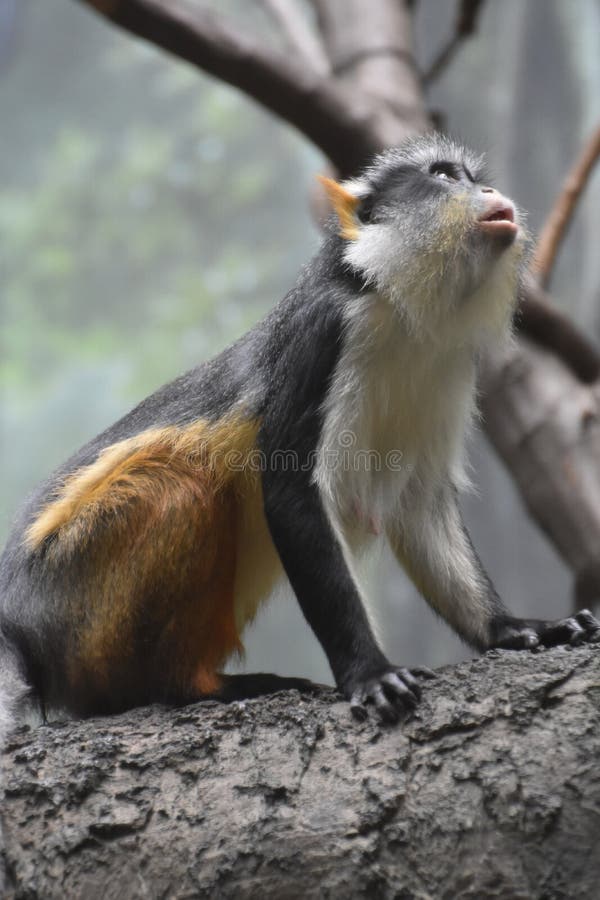 Macaco do ` s Guienon do lobo que olha acima em uma árvore foto de stock Macaco do ` s Guienon do lobo que olha acima em uma árvore foto de stock
