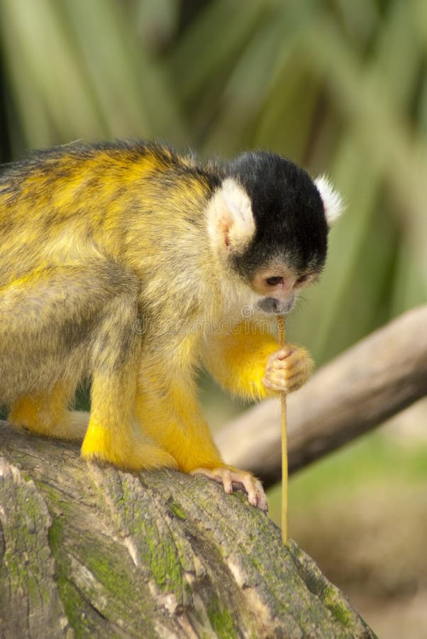 Mais de 100 imagens grátis de Sagui e Macaco - Pixabay