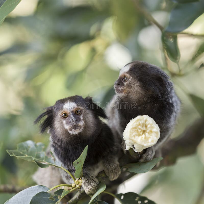 File:Macaco Sagui posando para foto na trilha.jpg - Wikimedia Commons