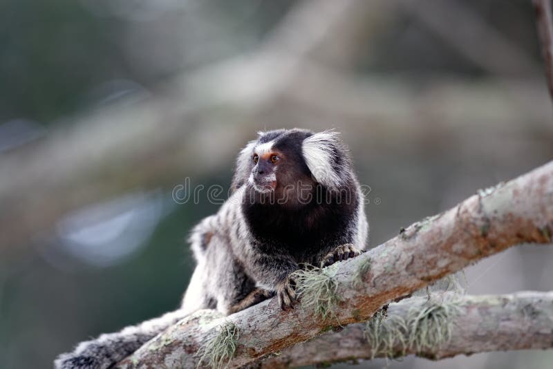 Macaco do sagui de Mico foto de stock. Imagem de pequeno - 27630008