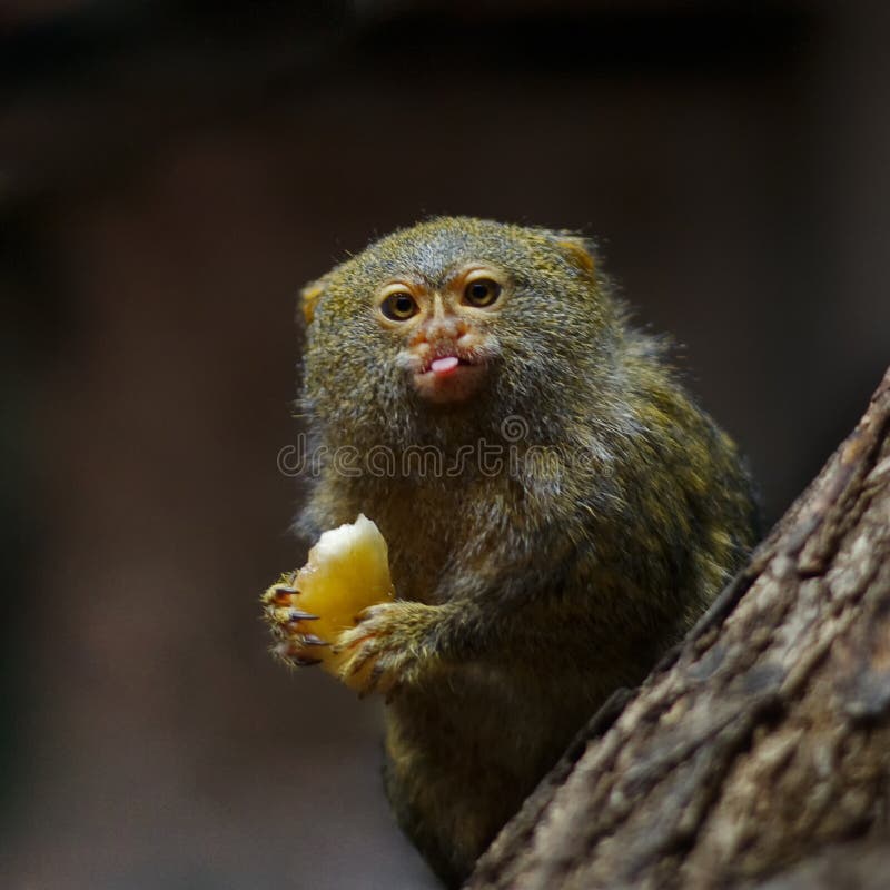 2.089 fotos de stock e banco de imagens de Sagui - Getty Images