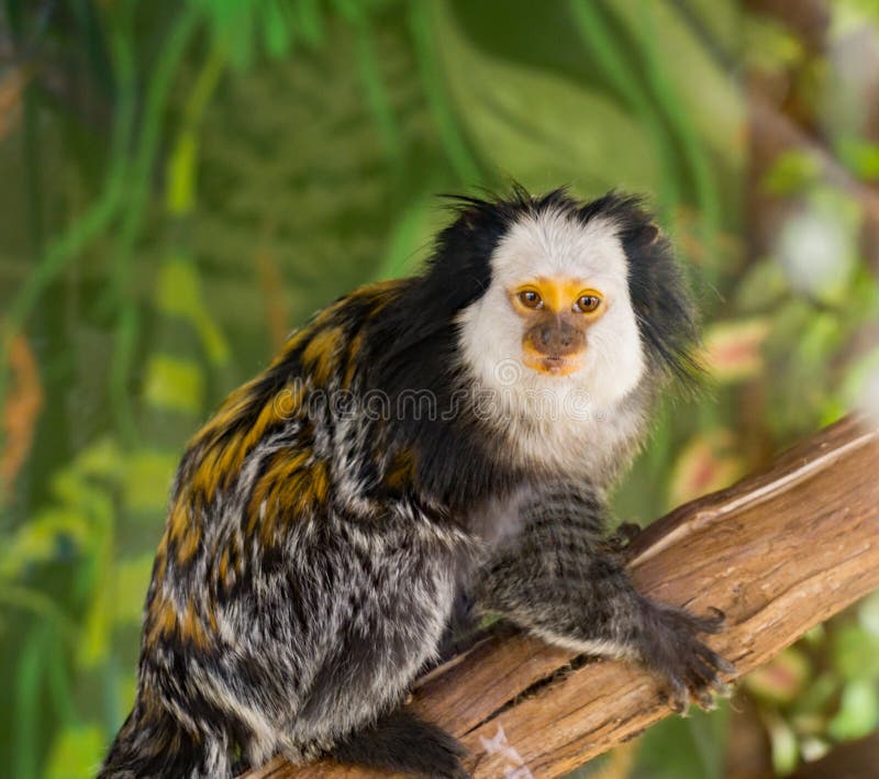 Bebê Branco-dirigido Do Sagui Foto de Stock - Imagem de macaco