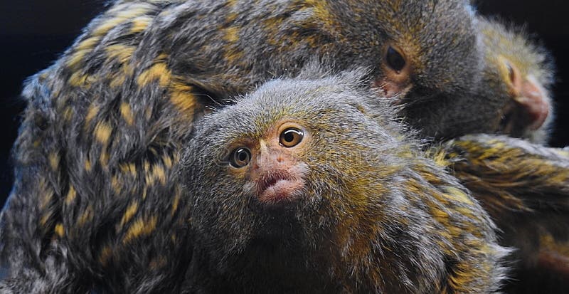 Bebê Branco-dirigido Do Sagui Foto de Stock - Imagem de macaco