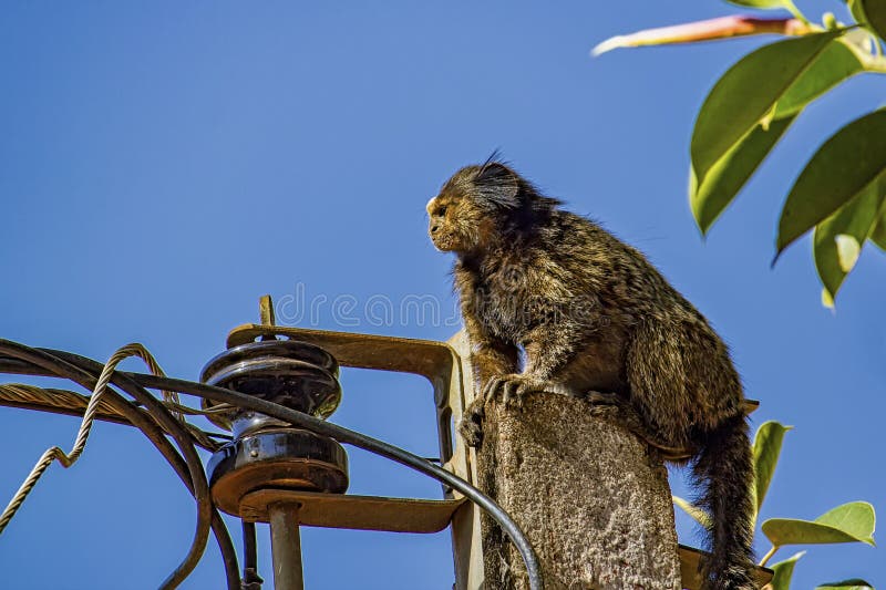 245 Fotos de Stock de Macaco Sagui - Fotos de Stock Gratuitas e