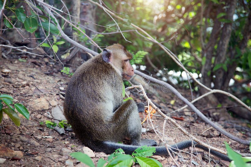 Fotos: Malaio leva macacos de estimação para jantar - 30/04/2015