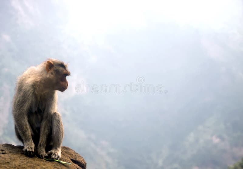 Macaco em um abismo, India imagens de stock royalty free Macaco em um abismo, India imagens de stock royalty free