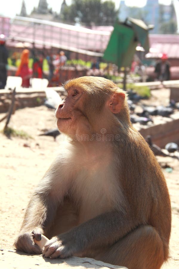 Macaco em um templo. fotografia de stock Macaco em um templo. fotografia de stock