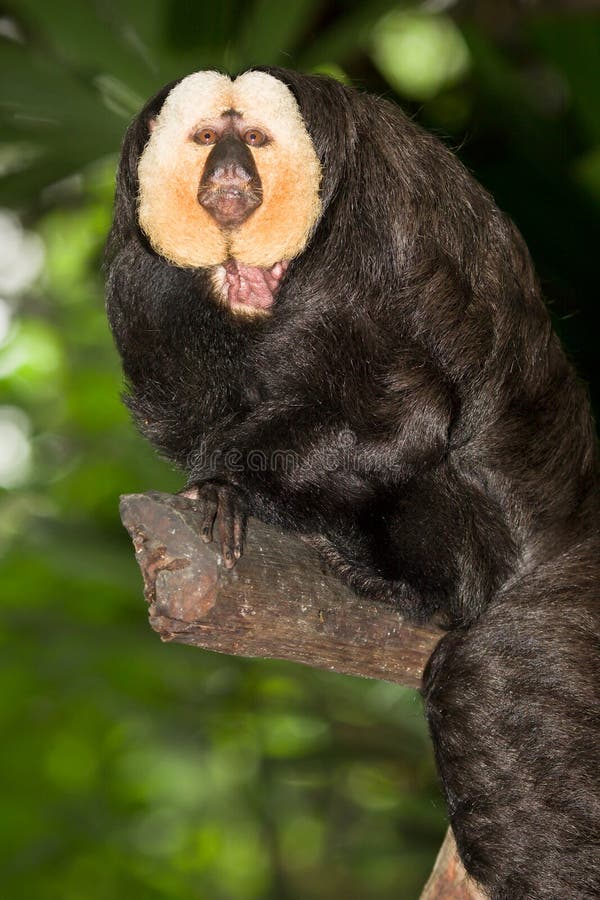Macaco enfrentado branco de Saki imagem de stock royalty free Macaco enfrentado branco de Saki imagem de stock royalty free