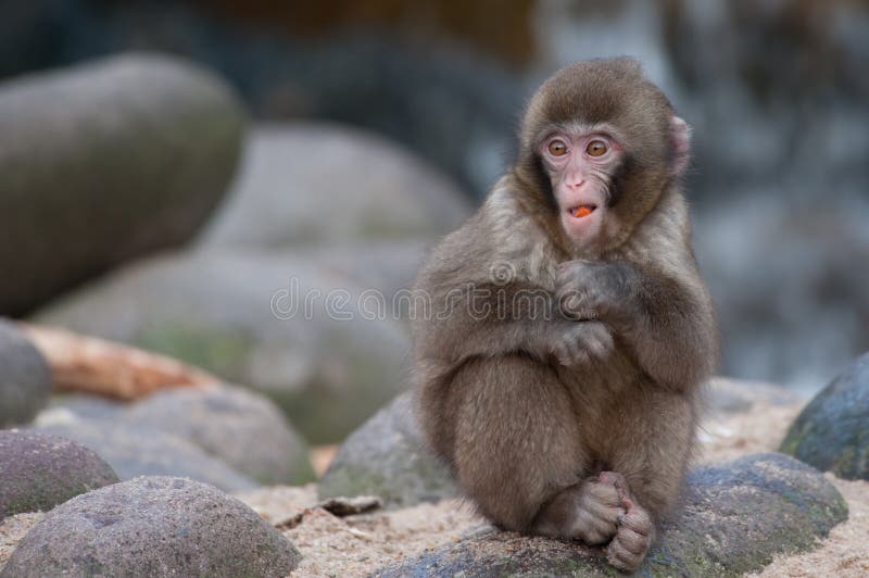 Macacos engraçados imagem de stock. Imagem de quente - 63983289