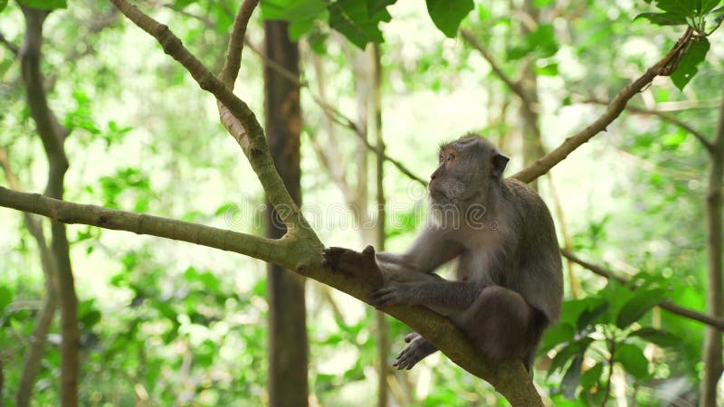 Foto de Macacos Engraçados Na Floresta Do Macaco Bali Indonésia e mais  fotos de stock de Animais em Extinção - iStock