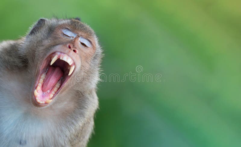 Macaco Chimpanzé Retrato Ao Ar Livre Foto de Stock - Imagem de dentes,  animal: 272533470