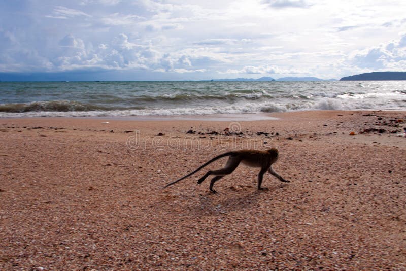 Macaco engraçado na praia