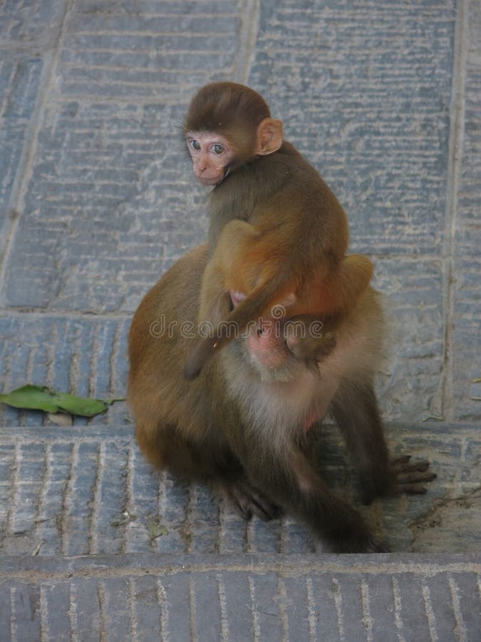 43,750 Fotos de Stock de Macaco Com Cara Engraçada - Fotos de Stock  Gratuitas e Sem Fidelização a partir da Dreamstime