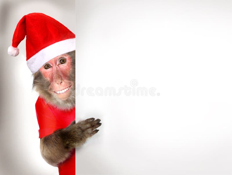 Funny monkey Santa Claus holding blank Christmas banner. Funny monkey Santa Claus holding blank Christmas banner