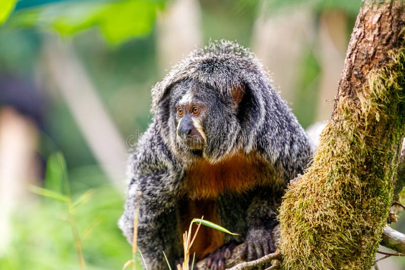 46,202 Fotos de Stock de Macaco De Balanço - Fotos de Stock Gratuitas e Sem  Fidelização a partir da Dreamstime - Página 12