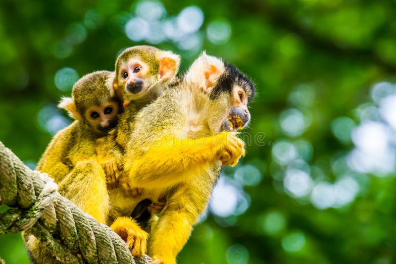 Macaco-esquilo-comum com bebês-gêmeos nas costas, espécie primata tropical da amazônia da América