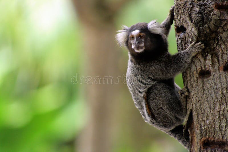 Macaco estrela  +46 anúncios na OLX Brasil