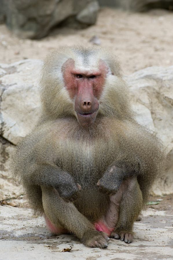 Jovem, feio procurando Macaco, Kandy, Sri Lanka fotos, imagens de ©  fthuerig #166340514