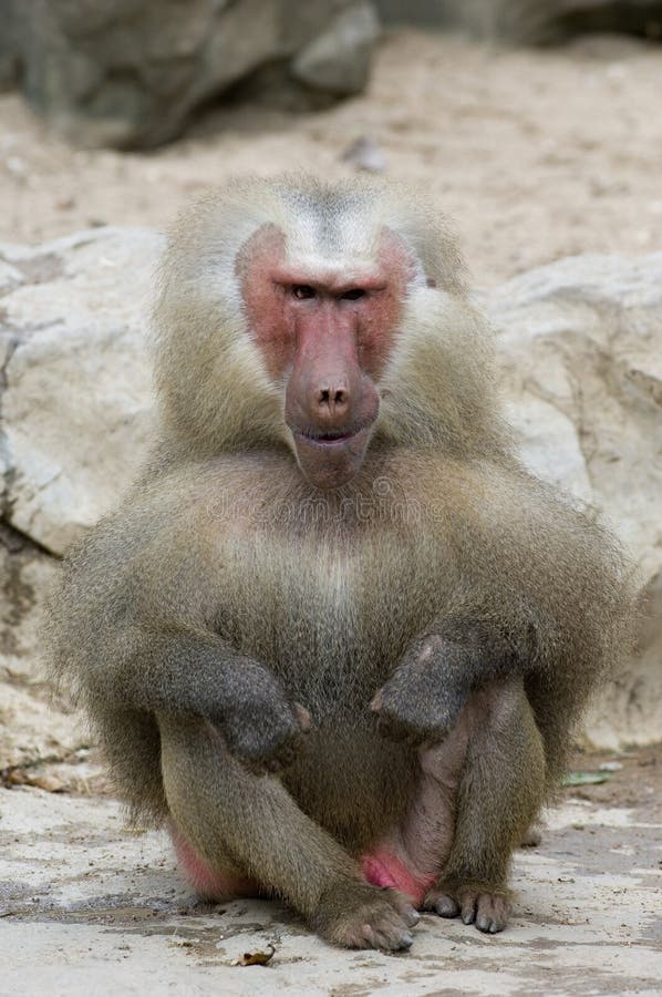 Jovens, Macaco De Macaque De Vista Feio, Kandy, Sri Lanka Imagem de Stock -  Imagem de fundo, macaco: 99902073