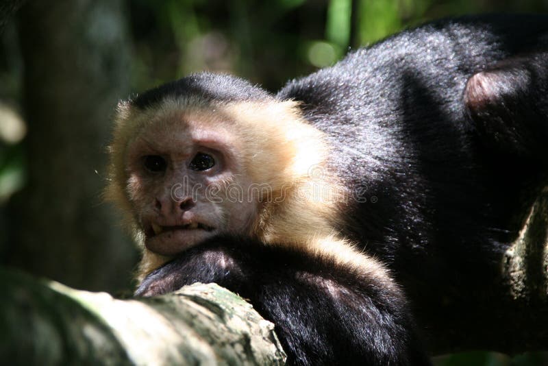 275 Fotos de Stock de Macaco Feio - Fotos de Stock Gratuitas e Sem