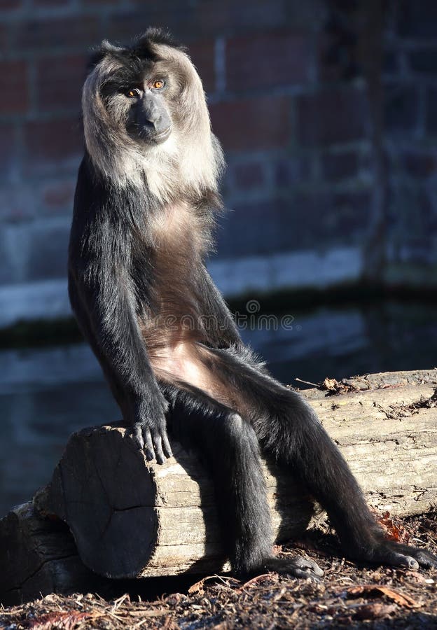 Macacos engraçados imagem de stock. Imagem de comer, quente - 66052971