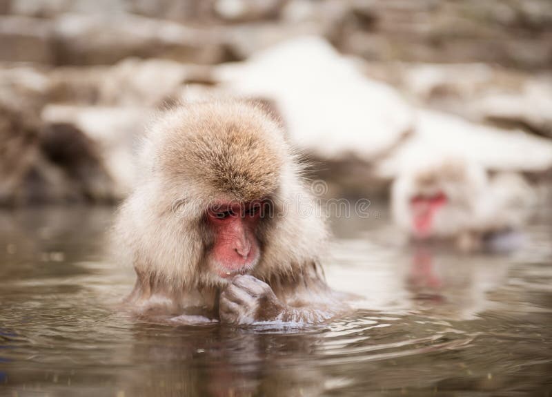 Macaco giapponese nella sorgente di acqua calda immagini stock libere da diritti Macaco giapponese nella sorgente di acqua calda immagini stock libere da diritti