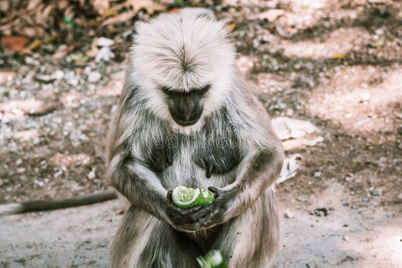 Fundo Retrato De Um Macaco Chimpanzé Da áfrica Na Floresta Tropical Da  Selva Retrato De Um Chimpanzé Foto E Imagem Para Download Gratuito - Pngtree