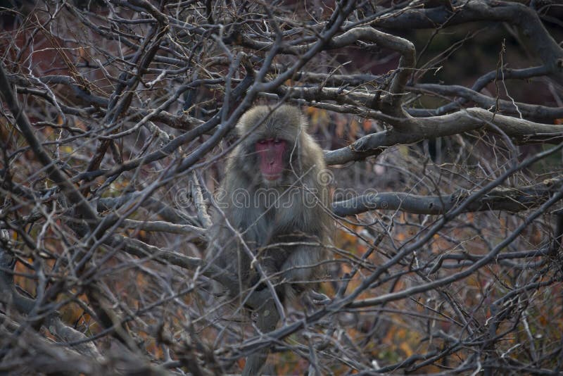 Macacos fofos se juntam para sair na foto em parque no Japão - Animais -  Extra Online